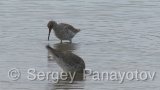 Видео клип на Голям червеноног водобегач - Голям червеноног водобегач през ранна пролет